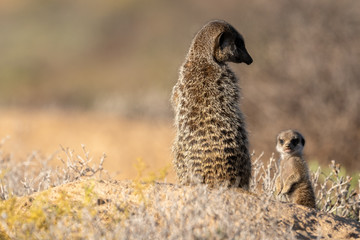 Meerkat family