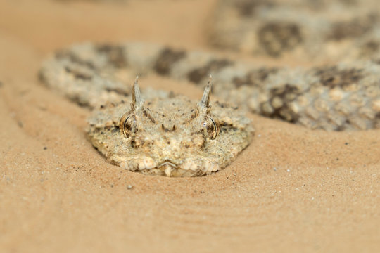 The portrait of the horned viper (Cerastes cerastes), Negev desert, Beer Sheba, Israel