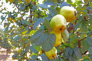 Quince garden and natural quinces.