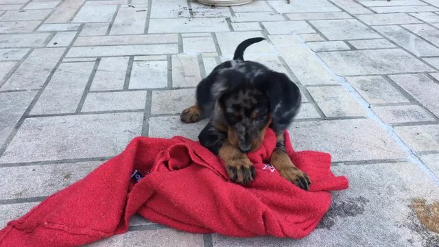 Chiot beauceron pull rouge