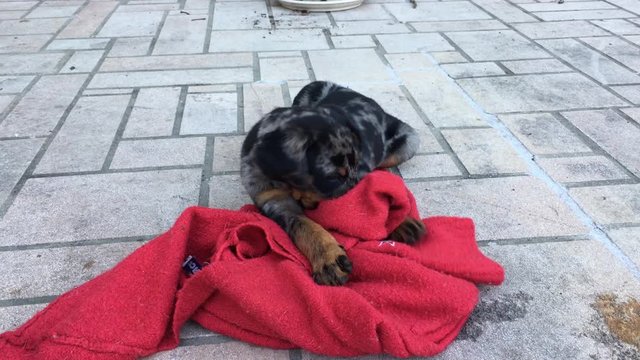 Chiot beauceron pull rouge