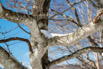 木に積もる粉雪