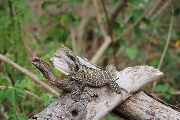 Australian water dragon