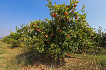Fototapeta na wymiar Pomegranate orchard in Selçuk / İzmir and red pomegranates that have begun to ripen.
