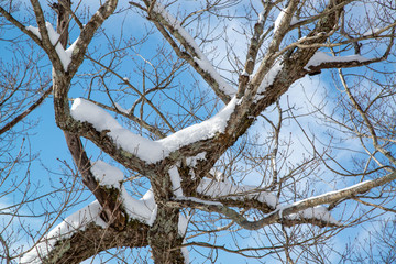 積雪した木々と青空