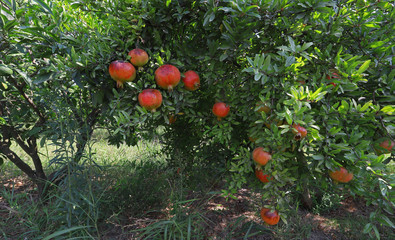 Pomegranate orchard in Selçuk / İzmir and red pomegranates that have begun to ripen.