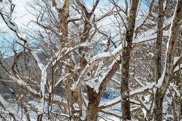 雪の造形　積雪した木枝