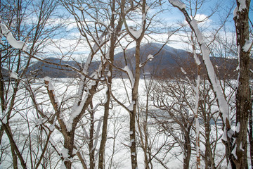 雪の造形　積雪した木枝