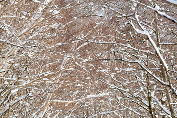 木々に積もる雪　冬の森林