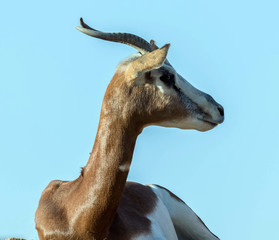 Wild Animal Arabian Gazelle in Desert