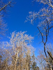 branches of tree against blue sky