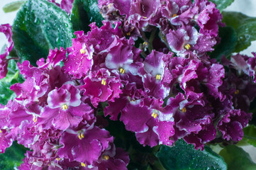 Blooming violets in a pot. Houseplant. Pansies
