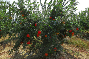 Pomegranate orchard in Selçuk / İzmir and red pomegranates that have begun to ripen.