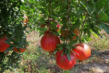 Pomegranate orchard in Selçuk / İzmir and red pomegranates that have begun to ripen.