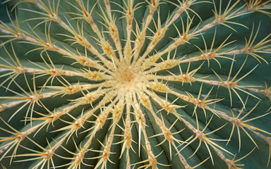 Naklejka na ściany i meble Kaktus Stacheln 