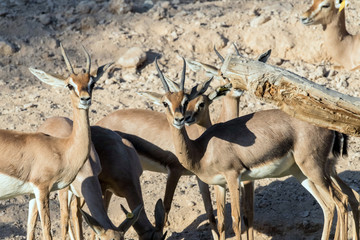 Wild Animal Arabian Gazelle in Desert