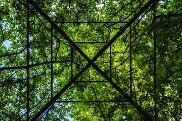 Plants growing on steel frame in garden