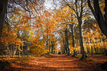 Naklejka premium Autumn Trees