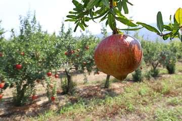 Pomegranate orchard in Selçuk / İzmir and red pomegranates that have begun to ripen.