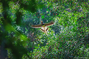 The helmeted hornbill(Rhinoplax vigil) © JT Jeeraphun