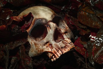 Human skull on the wet soild with smoke flowing