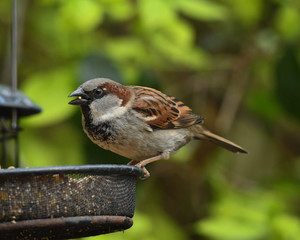 Male House Sparrow (Passer domesticus)
