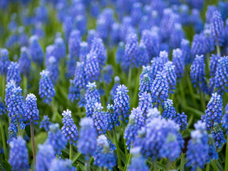 Blue Scilla Flowers (scilla Siberica) Or Siberian Squill. First Spring Flowers in city park.