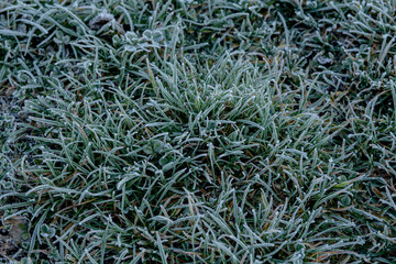 Close up of frozen grass blades as green natural background. Shallow DOF