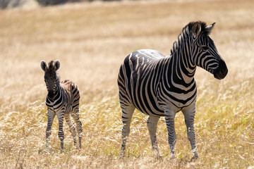 Zebra