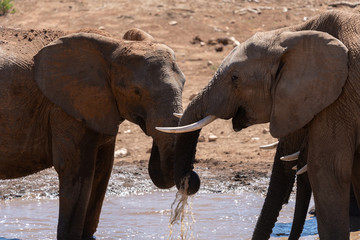 Elephant