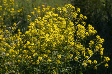 plants with yellow flowers Sinapis close-up in the open air in summer; flowering yellow flowers in close-up