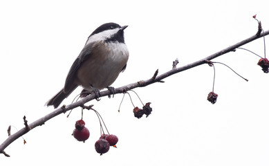 Hi key photos of isolated Chickadee on tree branch with red crabapple berries