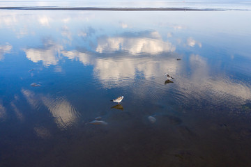 Seagulls in the mirror shallow waters of the Gulf of Finland