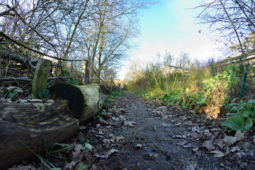 Ścieżka wśród trawy i zarośli przy leżącym pniaku i linie. © W Korczewski