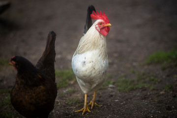 Hen, chicken on the farm, livestock bird poultry concept.