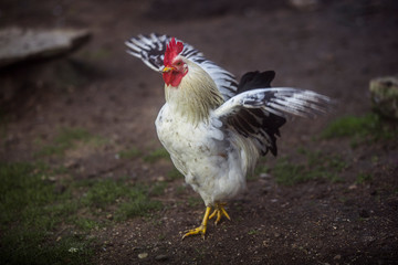 Hen, chicken on the farm, livestock bird poultry concept.