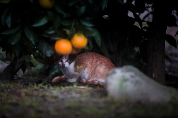 Straight-eyed cat hiding under an orange tree.