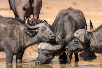 Obraz premium Buffalo