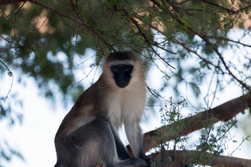 Cute Wild Animal Vervet Monkey in Jungle