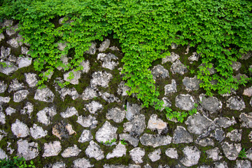 leaves twisted vines liana jungle plant