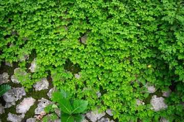 leaves twisted vines liana jungle plant