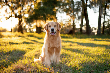 Golden Retriever dog enjoying outdoors at a large grass field at sunset, beautiful golden light © Tanya
