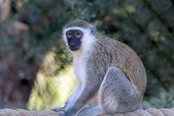 Cute Wild Animal Vervet Monkey in Jungle