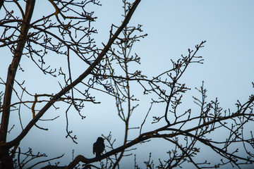 Silhouette of Common blackbird, Turdus merula. Bird sings, while sitting on branch of tree.