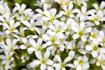 Chickweed blooms macro in the garden outdoors (Cerastium uralense)