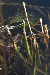 water reeds