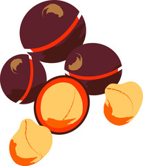 Isolate vector illustration of macadamia nuts. Shell and kernel.