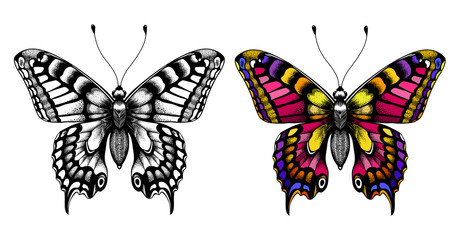 Fototapeta na wymiar Two butterflies. Kids Coloring Page.