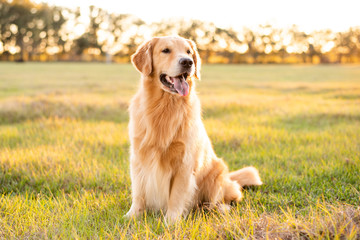 Golden Retriever dog enjoying outdoors at a large grass field at sunset, beautiful golden light