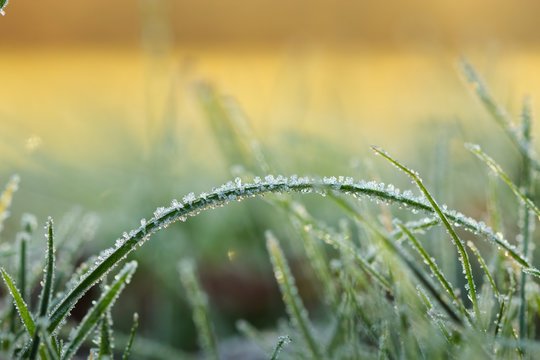 Sonnenaufgang an einem kalten Morgen im Winter mit vereister Wiese und goldenem Hintergrung, Morgenstimmung